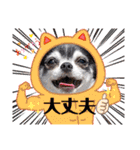 チワワのれおぱこぴにこ③（個別スタンプ：39）