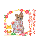 ポメチワ れもんちゃん 4（個別スタンプ：10）