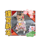ポメチワ れもんちゃん 4（個別スタンプ：11）