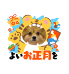 ポメチワ れもんちゃん 4（個別スタンプ：16）