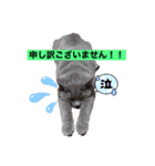 ガイちゃんセンちゃん2（個別スタンプ：15）