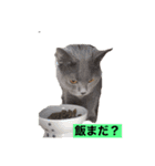 ガイちゃんセンちゃん2（個別スタンプ：16）