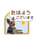 よく使う言葉 ヨークシャ（個別スタンプ：1）