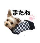 犬とのDAYS（個別スタンプ：5）