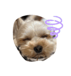 犬とのDAYS（個別スタンプ：6）