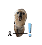 犬とのDAYS（個別スタンプ：10）