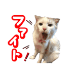 あばれんぼーノギのスタンプ。（個別スタンプ：3）