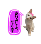 あばれんぼーノギのスタンプ。（個別スタンプ：4）