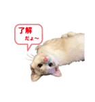 あばれんぼーノギのスタンプ。（個別スタンプ：6）