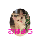 あばれんぼーノギのスタンプ。（個別スタンプ：7）