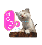 あばれんぼーノギのスタンプ。（個別スタンプ：19）