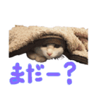 あばれんぼーノギのスタンプ。（個別スタンプ：22）