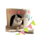 あばれんぼーノギのスタンプ。（個別スタンプ：25）