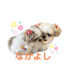シーズーのミッキー2（個別スタンプ：2）