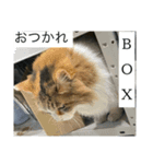 ねこだるま族（個別スタンプ：4）