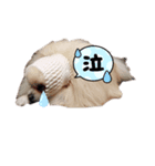 ミロンとモカ（個別スタンプ：4）