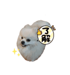 ミロンとモカ（個別スタンプ：5）