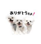 マルチーズのルウ☆天☆びび（個別スタンプ：1）