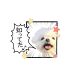 マルチーズのルウ☆天☆びび（個別スタンプ：2）