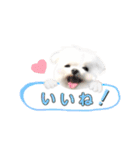 マルチーズのルウ☆天☆びび（個別スタンプ：5）