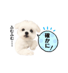 マルチーズのルウ☆天☆びび（個別スタンプ：7）