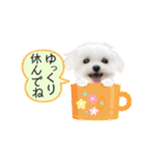マルチーズのルウ☆天☆びび（個別スタンプ：8）