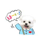 マルチーズのルウ☆天☆びび（個別スタンプ：9）