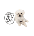 マルチーズのルウ☆天☆びび（個別スタンプ：10）