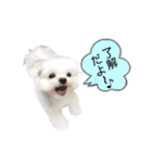 マルチーズのルウ☆天☆びび（個別スタンプ：13）