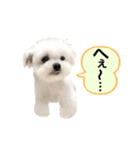 マルチーズのルウ☆天☆びび（個別スタンプ：16）