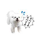 マルチーズのルウ☆天☆びび（個別スタンプ：18）