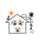 マルチーズのルウ☆天☆びび（個別スタンプ：19）