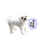 マルチーズのルウ☆天☆びび（個別スタンプ：20）