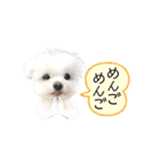 マルチーズのルウ☆天☆びび（個別スタンプ：23）
