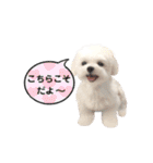 マルチーズのルウ☆天☆びび（個別スタンプ：26）