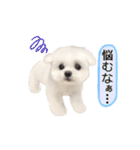マルチーズのルウ☆天☆びび（個別スタンプ：28）