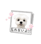 マルチーズのルウ☆天☆びび（個別スタンプ：29）