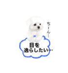 マルチーズのルウ☆天☆びび（個別スタンプ：30）