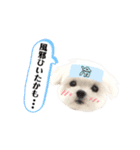 マルチーズのルウ☆天☆びび（個別スタンプ：31）
