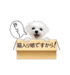 マルチーズのルウ☆天☆びび（個別スタンプ：33）