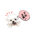 マルチーズのルウ☆天☆びび（個別スタンプ：34）