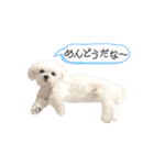 マルチーズのルウ☆天☆びび（個別スタンプ：35）