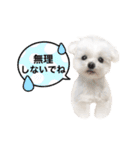 マルチーズのルウ☆天☆びび（個別スタンプ：36）