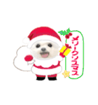 マルチーズのルウ☆天☆びび（個別スタンプ：39）