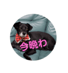 黒犬 レイの挨拶1（個別スタンプ：2）