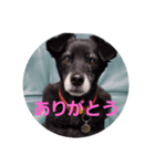 黒犬 レイの挨拶1（個別スタンプ：4）