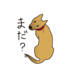 かざらない雑種犬 さぶろうさん（個別スタンプ：10）