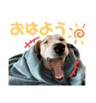ジャックラッセルテリア〜なおけらん〜（個別スタンプ：7）