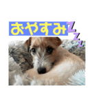 ジャックラッセルテリア〜なおけらん〜（個別スタンプ：8）