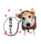 ジャックラッセルテリア〜なおけらん〜（個別スタンプ：9）